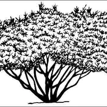 thumbnail for publication: Vitex agnus-castus 'Silver Spire': 'Silver Spire' Chastetree